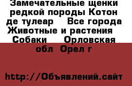 Замечательные щенки редкой породы Котон де тулеар  - Все города Животные и растения » Собаки   . Орловская обл.,Орел г.